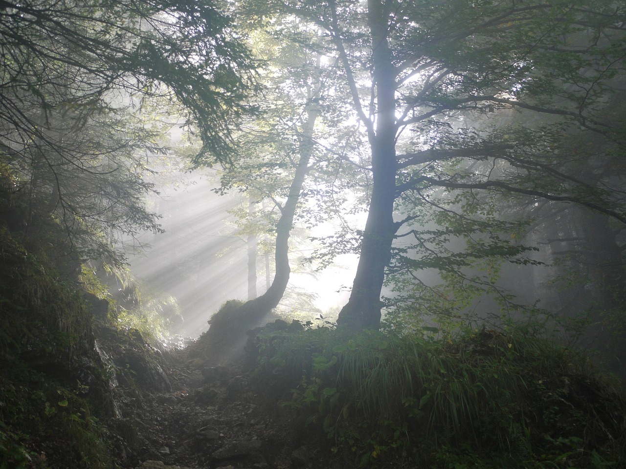 Starker Baum im Wald für Konzentration